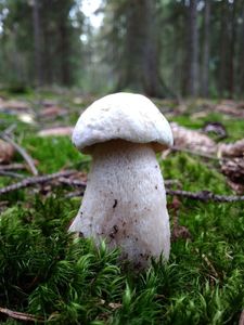 Klikni pro velký obrázek