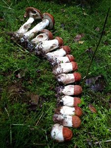 Klikni pro velký obrázek