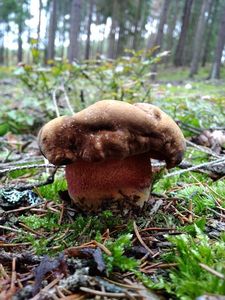 Klikni pro velký obrázek