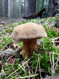 Klikni pro velký obrázek