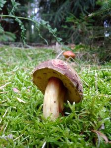 Klikni pro velký obrázek