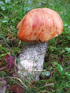 Klikni pro velký obrázek