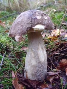 Klikni pro velký obrázek