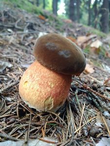 Klikni pro velký obrázek