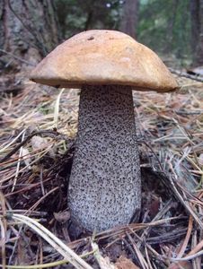 Klikni pro velký obrázek