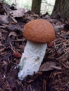 Klikni pro velký obrázek