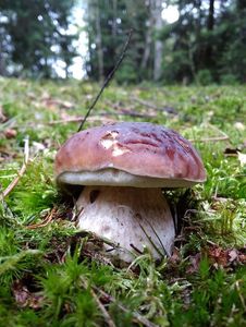 Klikni pro velký obrázek