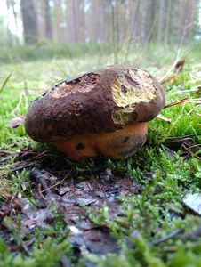 Klikni pro velký obrázek