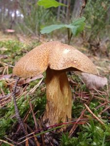 Klikni pro velký obrázek