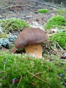 Klikni pro velký obrázek