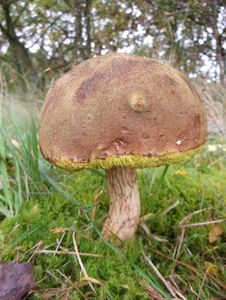 Klikni pro velký obrázek