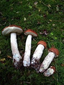 Klikni pro velký obrázek