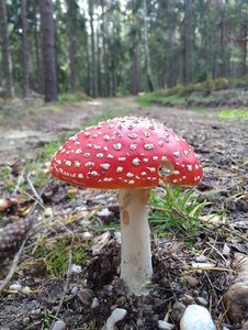 Klikni pro velký obrázek