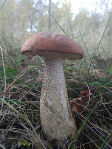 Klikni pro velký obrázek