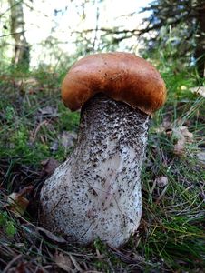 Klikni pro velký obrázek