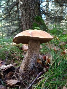 Klikni pro velký obrázek