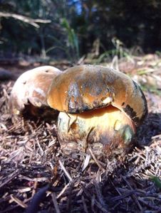 Klikni pro velký obrázek