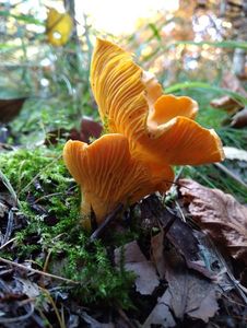 Klikni pro velký obrázek