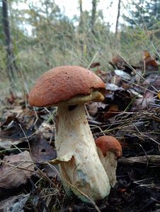 Klikni pro velký obrázek