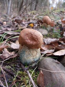 Klikni pro velký obrázek