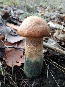 Klikni pro velký obrázek