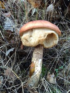 Klikni pro velký obrázek