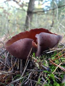 Klikni pro velký obrázek