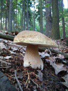 Klikni pro velký obrázek