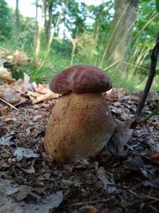 Klikni pro velký obrázek