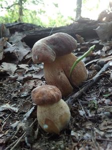 Klikni pro velký obrázek