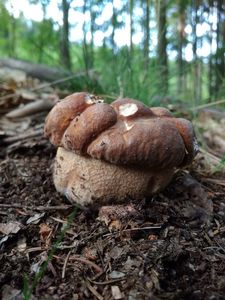 Klikni pro velký obrázek