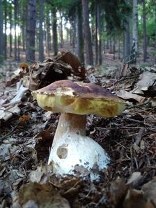 Klikni pro velký obrázek