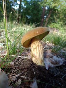 Klikni pro velký obrázek