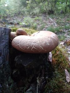 Klikni pro velký obrázek