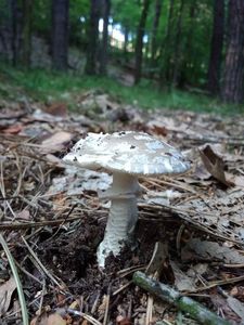 Klikni pro velký obrázek