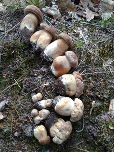 Klikni pro velký obrázek