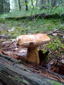 Klikni pro velký obrázek