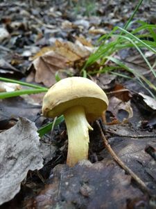 Klikni pro velký obrázek