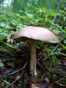 Klikni pro velký obrázek