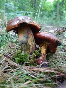 Klikni pro velký obrázek