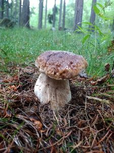 Klikni pro velký obrázek