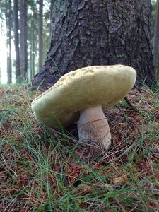 Klikni pro velký obrázek