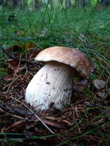 Klikni pro velký obrázek