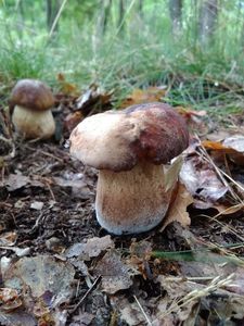 Klikni pro velký obrázek