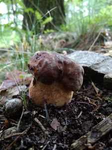 Klikni pro velký obrázek