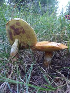 Klikni pro velký obrázek