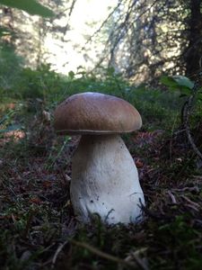 Klikni pro velký obrázek