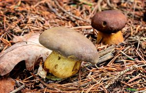 Klikni pro velký obrázek