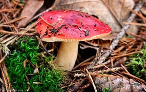 Klikni pro velký obrázek