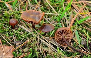 Lysohlávka horská - Psilocybe montana (Pers.) P. Kumm